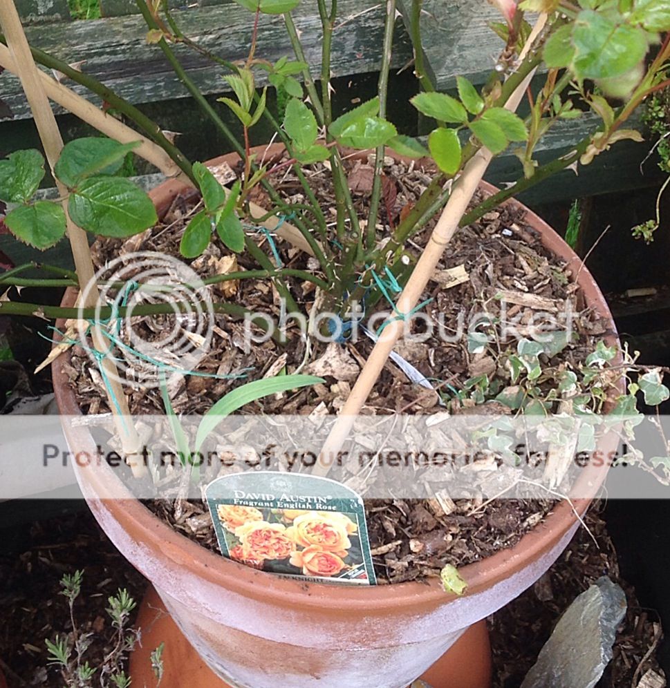 photo F3455EF7-5721-4F90-845D-8B53FCB4620E_zpstrojyjhq.jpg